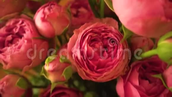 粉红色和红色玫瑰的气味视频的预览图