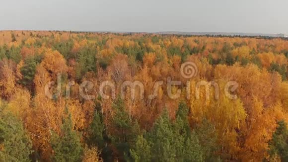 爬上美丽的秋林视频的预览图