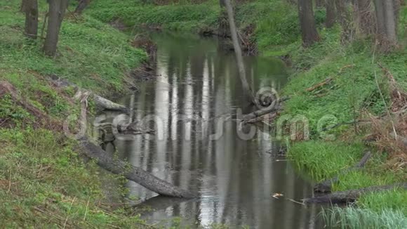 春天美丽宁静的森林溪流视频的预览图