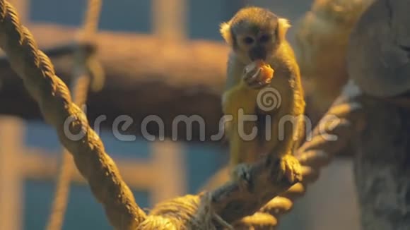 猴子吃芒果视频的预览图