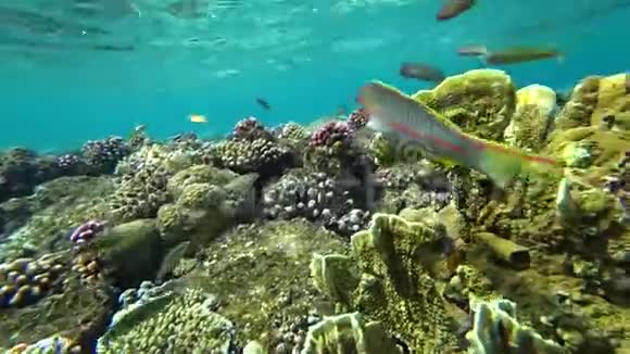klunzingerwrasse在珊瑚的背景下游过框架视频的预览图