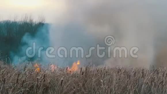 森林草原燃烧的灌木丛和干草中的元素火喷出的巨大烟雾视频的预览图