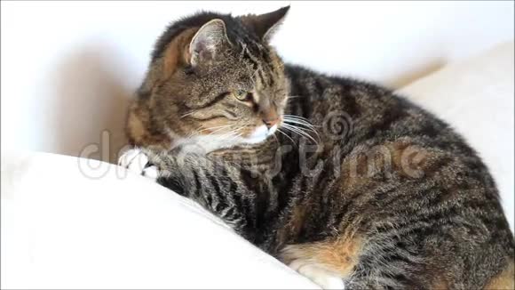 泰比猫靠在枕头上视频的预览图