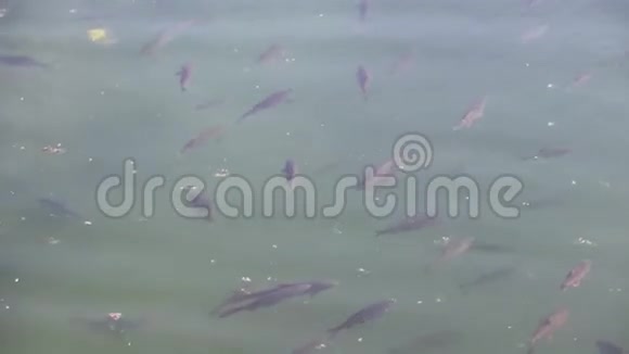 鱼在池塘里游泳清澈的湖水很多鱼干净的水视频的预览图