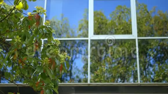 一座现代高层建筑窗户中的树木反射它有一个玻璃立面矗立在公园附近视频的预览图