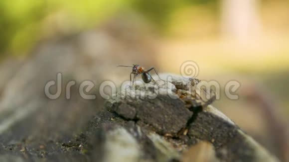蚂蚁一动不动地坐在古老的木头边上视频的预览图