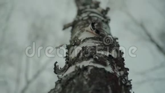 冬季森林中桦树树干的全景拍摄视频的预览图