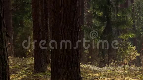 松和桧林全景视频的预览图
