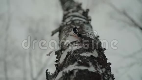 冬季森林中桦树树干的全景拍摄视频的预览图