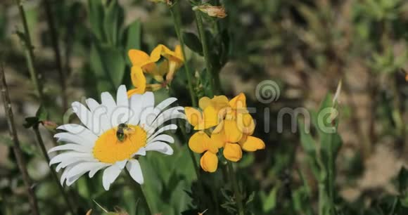 蜜蜂在花上聚集花粉4K视频的预览图