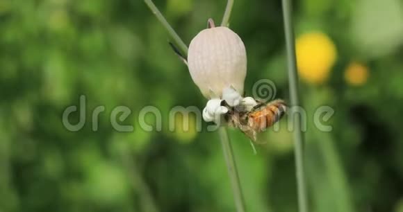 蜜蜂在花4K上收集花粉视频的预览图