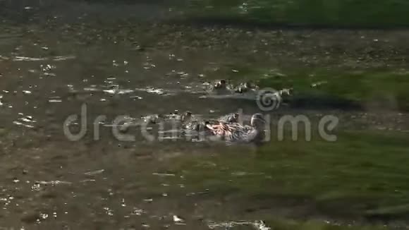 野鸭在河边游泳视频的预览图
