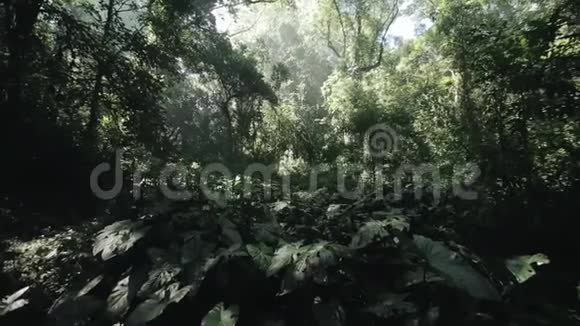 镜头向上移动美丽的非洲自然景观阳光明媚的一天森林视频的预览图