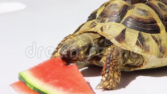 古希腊的海龟或赫尔曼A的乌龟正在吃一个甜瓜视频的预览图