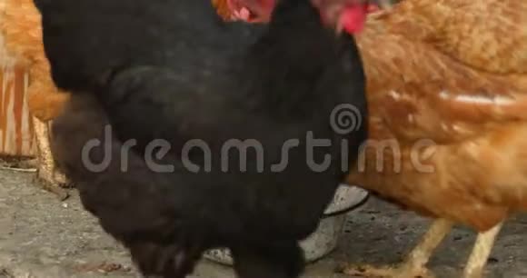 许多母鸡从金属碗里啄食有机农业视频的预览图