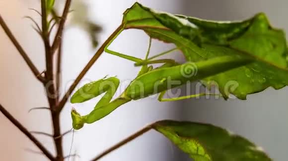 螳螂在等猎物视频的预览图