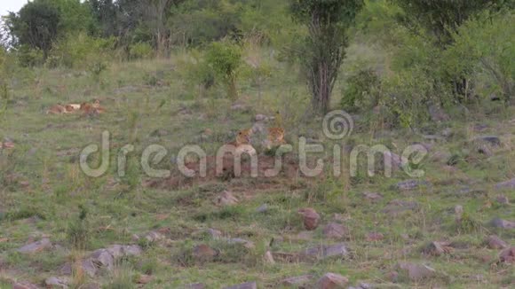 年轻的狮子躺在非洲草原灌木丛附近的草地上视频的预览图