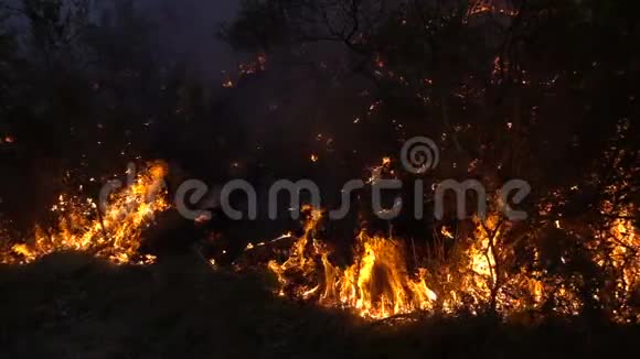 黄昏森林里的火暴视频的预览图
