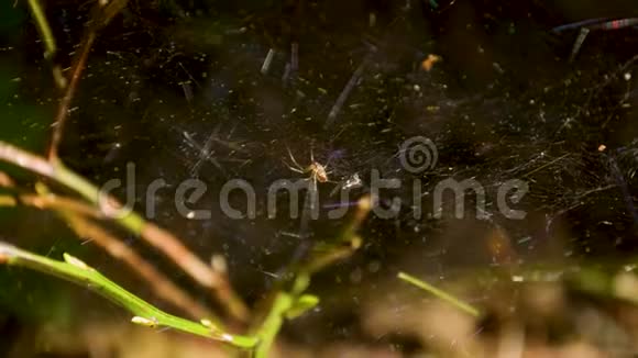 在阳光明媚的春天蜘蛛和他的网在森林里视频的预览图
