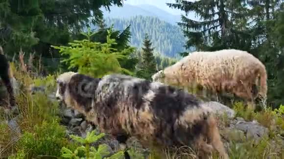 羊在新西兰南岛的农田上行走视频的预览图
