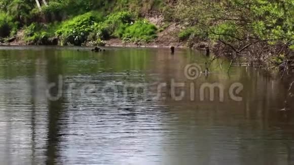 在四月的一个阳光明媚的日子里宁静而放松的河流场景苏格兰视频的预览图