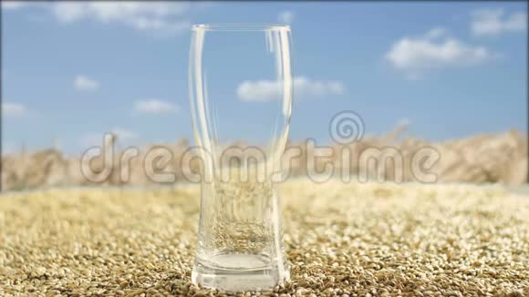 啤酒节啤酒杯以麦芽和小麦为原料以天然和小麦的收获为背景视频的预览图