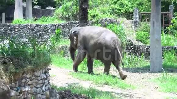 泰国动物园的亚洲大象视频的预览图