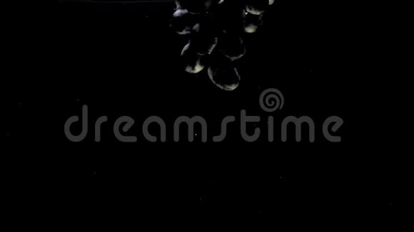 蓝葡萄在透明水中黑色背景下漂浮的枝视频的预览图