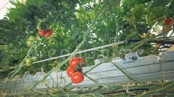 农家蕃茄育苗视频的预览图