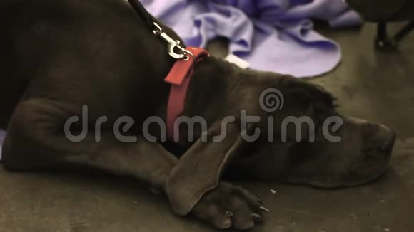 拉布拉多犬躺在地上在动物收容所等待收养宠物救助视频的预览图