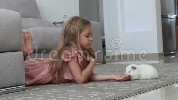 小女孩在家里地板上和一只白豚鼠玩耍视频的预览图