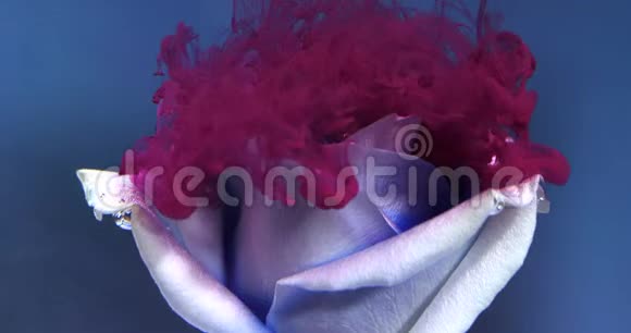 紫色的水滴落在蓝色背景下美丽的白色玫瑰上特写视频的预览图