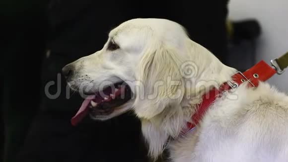 驯养拉布拉多猎犬治疗和救助犬视频的预览图