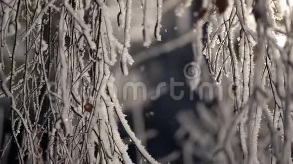 雪花从白雪覆盖的树枝上落下视频的预览图