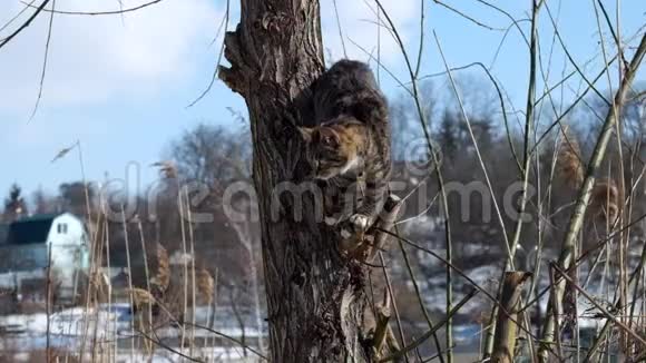 猫正站在树上往下爬视频的预览图