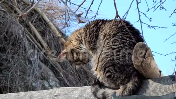 条纹猫坐在谷仓的屋顶上仔细观察下面的东西视频的预览图