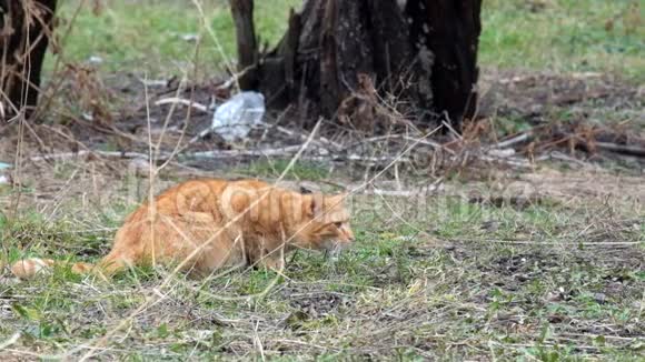 红发猫正密切注视着另一只猫视频的预览图