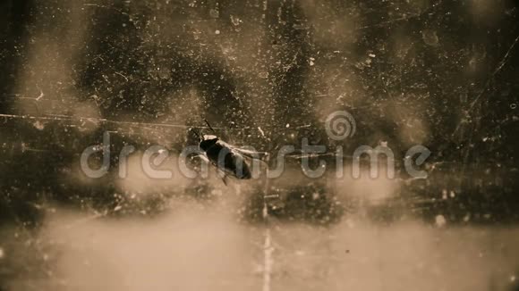 丑陋的虻在肮脏的窗户玻璃上摩擦它的前腿疾病感染的昆虫视频的预览图
