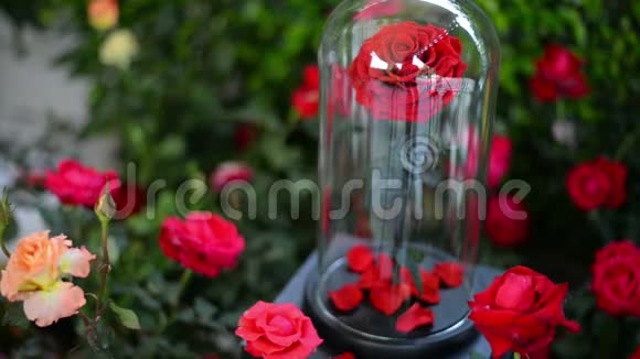 玻璃穹顶的红玫瑰花视频的预览图