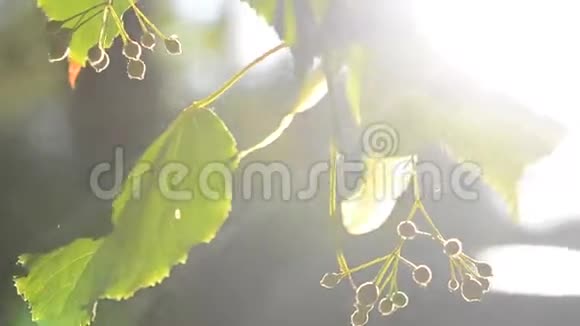 清晨阳光下石灰的叶子和果实视频的预览图