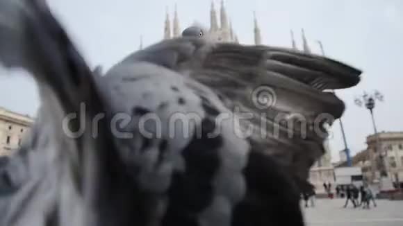 鸽子在米兰多摩大教堂吃面包视频的预览图