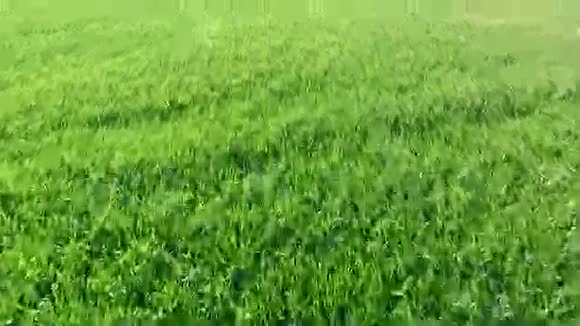 空中飞行绿草如茵视频的预览图