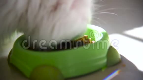 白色毛茸茸的猫贪婪地从碗里吃视频的预览图