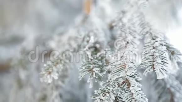冬天的雪松树圣诞场景满是霜冻仙境的岩枝树枝上的雪冬天的心情视频的预览图