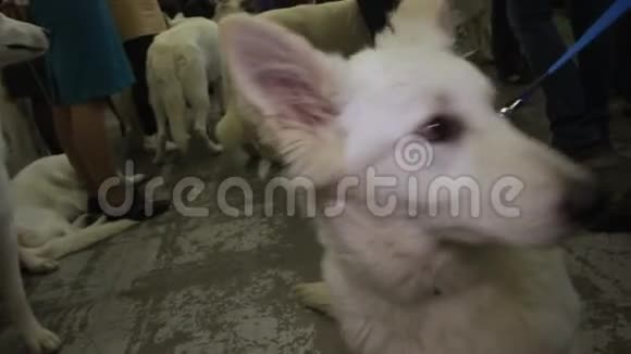 纯种白色牧羊犬系在皮带上准备狗敏捷表演狗展览视频的预览图