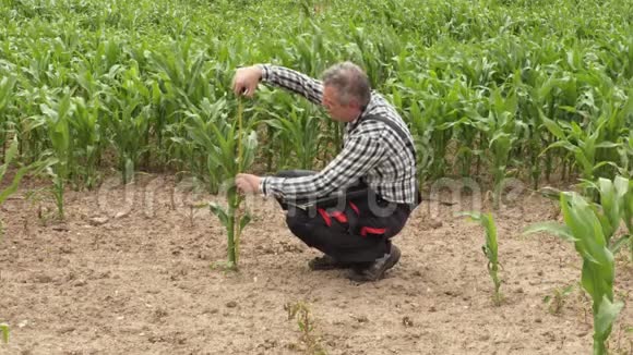 农民接近坏种植玉米视频的预览图