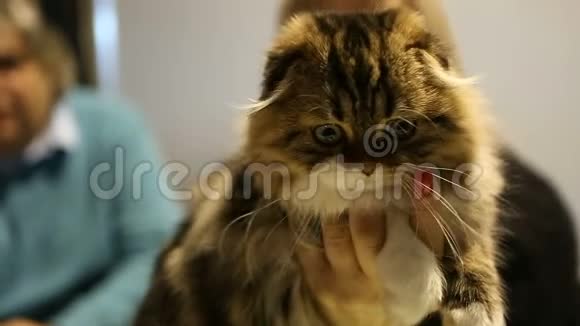 毛茸茸的襟翼高地折叠小猫坐在主人的手中猫展览视频的预览图