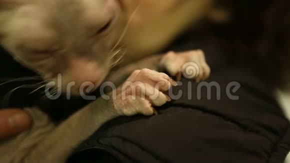 病瘦的Sphynx猫坐在主人手中的兽医诊所医疗保健视频的预览图