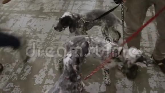 有趣的活动指针小狗在皮带等待演示在狗秀视频的预览图