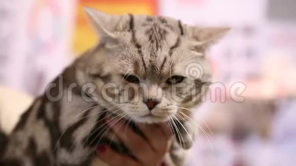 困乏的苏格兰褶皱猫坐在宠物展览会的主人手中视频的预览图